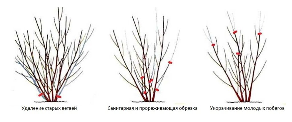 Обрезка голубики весной для начинающих в картинках пошагово